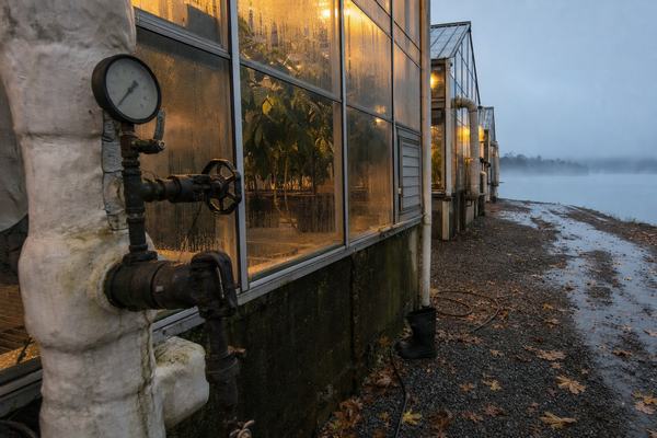 Digital press photograph, 2015-era DSLR (full-frame), 24mm lens at f/5.6, ISO 1600, handheld. Early morning fog along Melton Hill Lake near Oak Ridge, Tennessee. Foreground left: insulated steam pipe with pressure gauge and valve manifold attached to the exterior of a greenhouse; condensation beads on the metal. Midground: a row of steam-fed greenhouses receding to the right, interior rows of cacao trees visible behind glass under warm yellow sodium-vapor lamps; moisture droplets on panes and faint algae at frame corners. Ground detail: wet gravel path with puddles and fallen sycamore leaves; a coiled hose and a single worn rubber boot near a threshold. Background: low fog hanging over calm water and a dim tree line. Asymmetric composition, no people in frame, natural overcast color, mild high-ISO noise, slight barrel distortion at edges. Avoid any visible text or lettering.