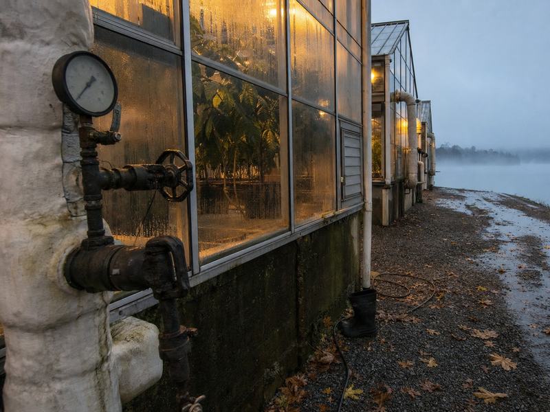 Digital press photograph, 2015-era DSLR (full-frame), 24mm lens at f/5.6, ISO 1600, handheld. Early morning fog along Melton Hill Lake near Oak Ridge, Tennessee. Foreground left: insulated steam pipe with pressure gauge and valve manifold attached to the exterior of a greenhouse; condensation beads on the metal. Midground: a row of steam-fed greenhouses receding to the right, interior rows of cacao trees visible behind glass under warm yellow sodium-vapor lamps; moisture droplets on panes and faint algae at frame corners. Ground detail: wet gravel path with puddles and fallen sycamore leaves; a coiled hose and a single worn rubber boot near a threshold. Background: low fog hanging over calm water and a dim tree line. Asymmetric composition, no people in frame, natural overcast color, mild high-ISO noise, slight barrel distortion at edges. Avoid any visible text or lettering.
