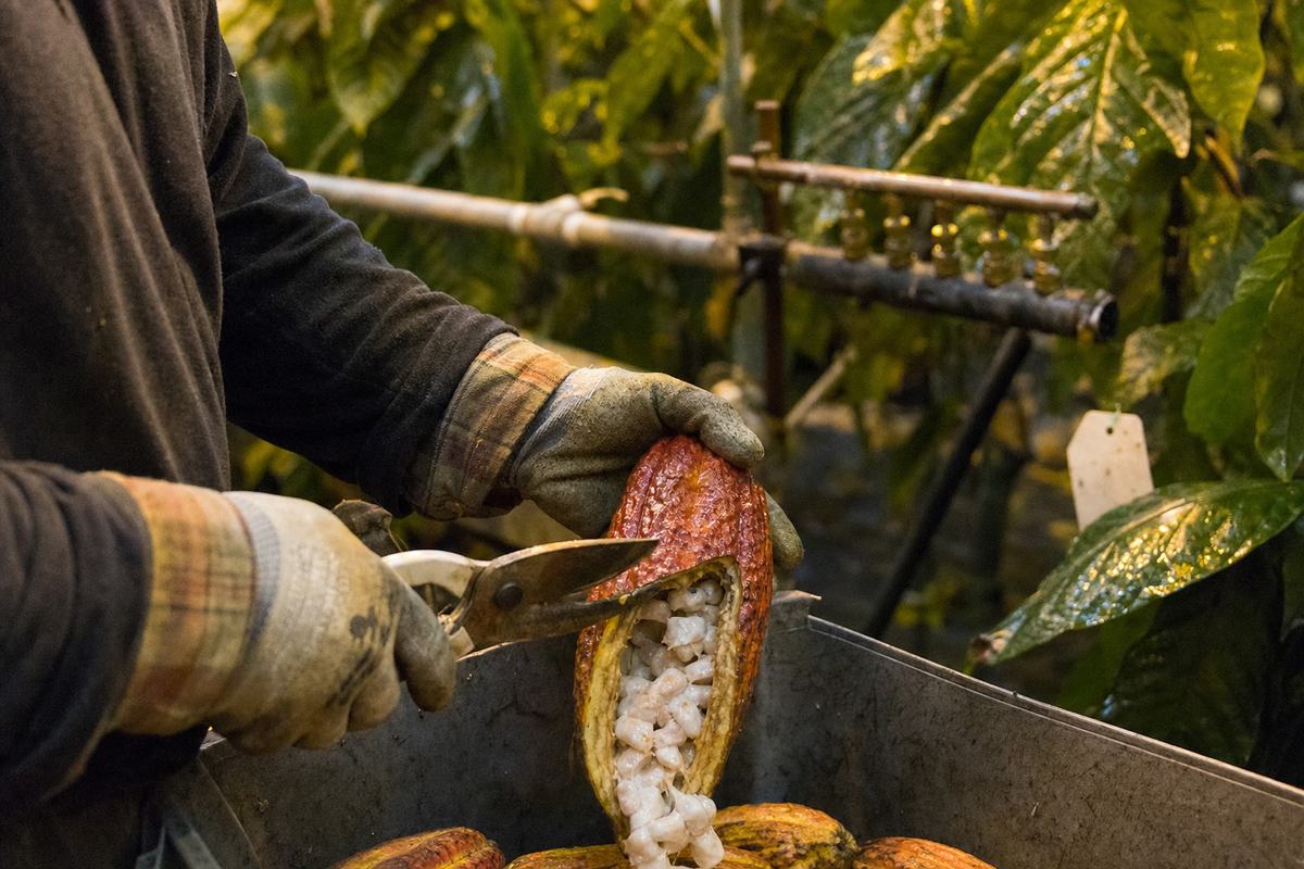 Gloved hands cut a ripe cacao pod in a Melton Hill greenhouse, with a steam valve manifold blurred in the background.
