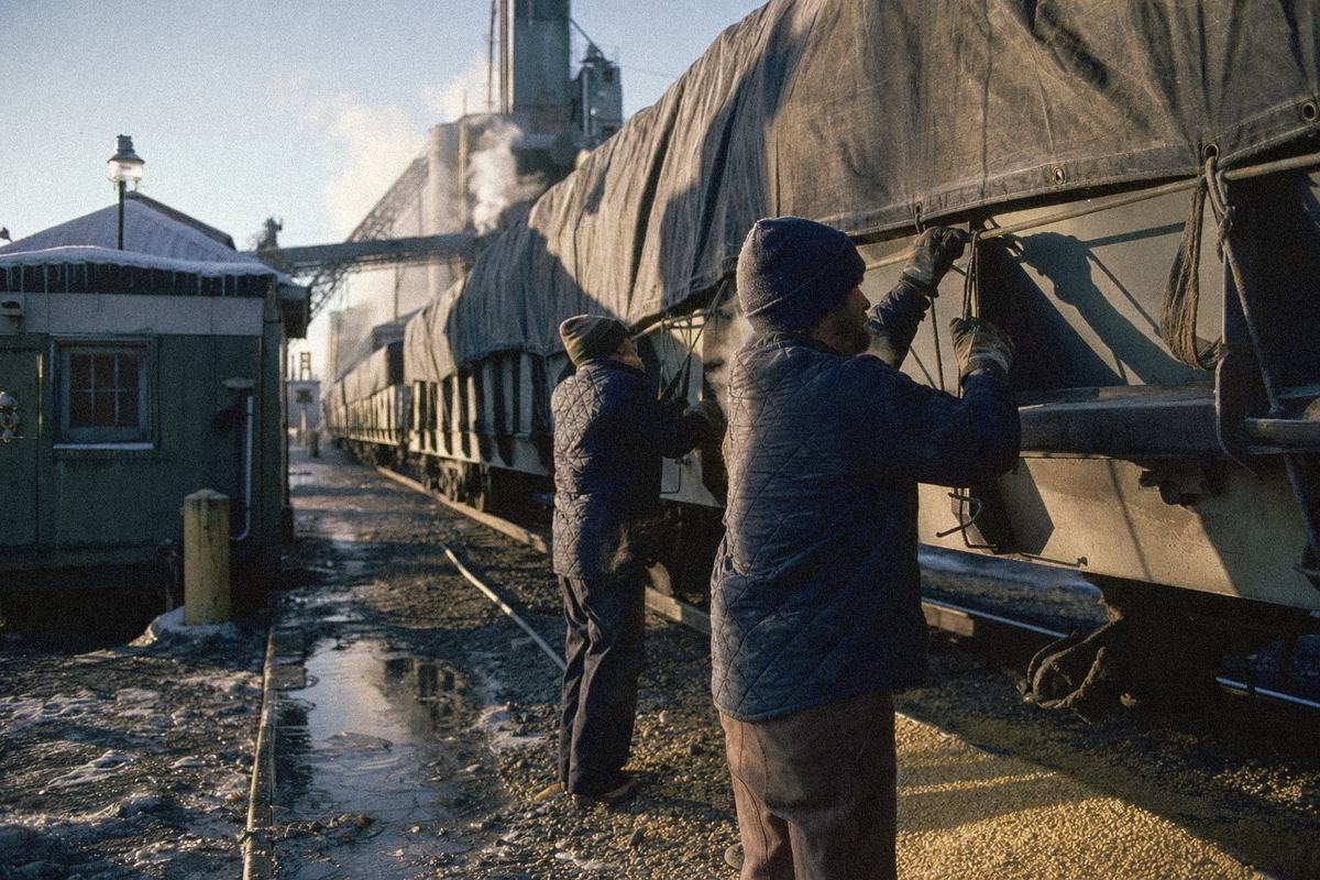 At a Peoria elevator on a frosty morning, workers adjust a tarp on a hopper car while idle cars sit on the siding.