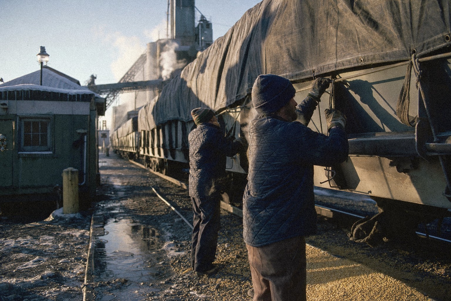 At a Peoria elevator on a frosty morning, workers adjust a tarp on a hopper car while idle cars sit on the siding.